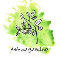 Ashwagandha Herb Drawing