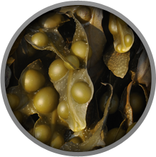 Bladderwrack is a form of Kelp