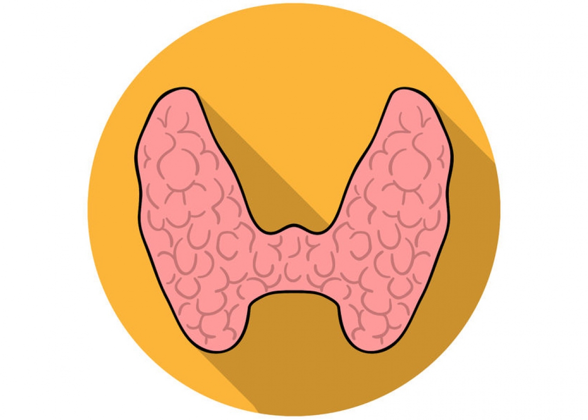 Щитовидная железа вектор